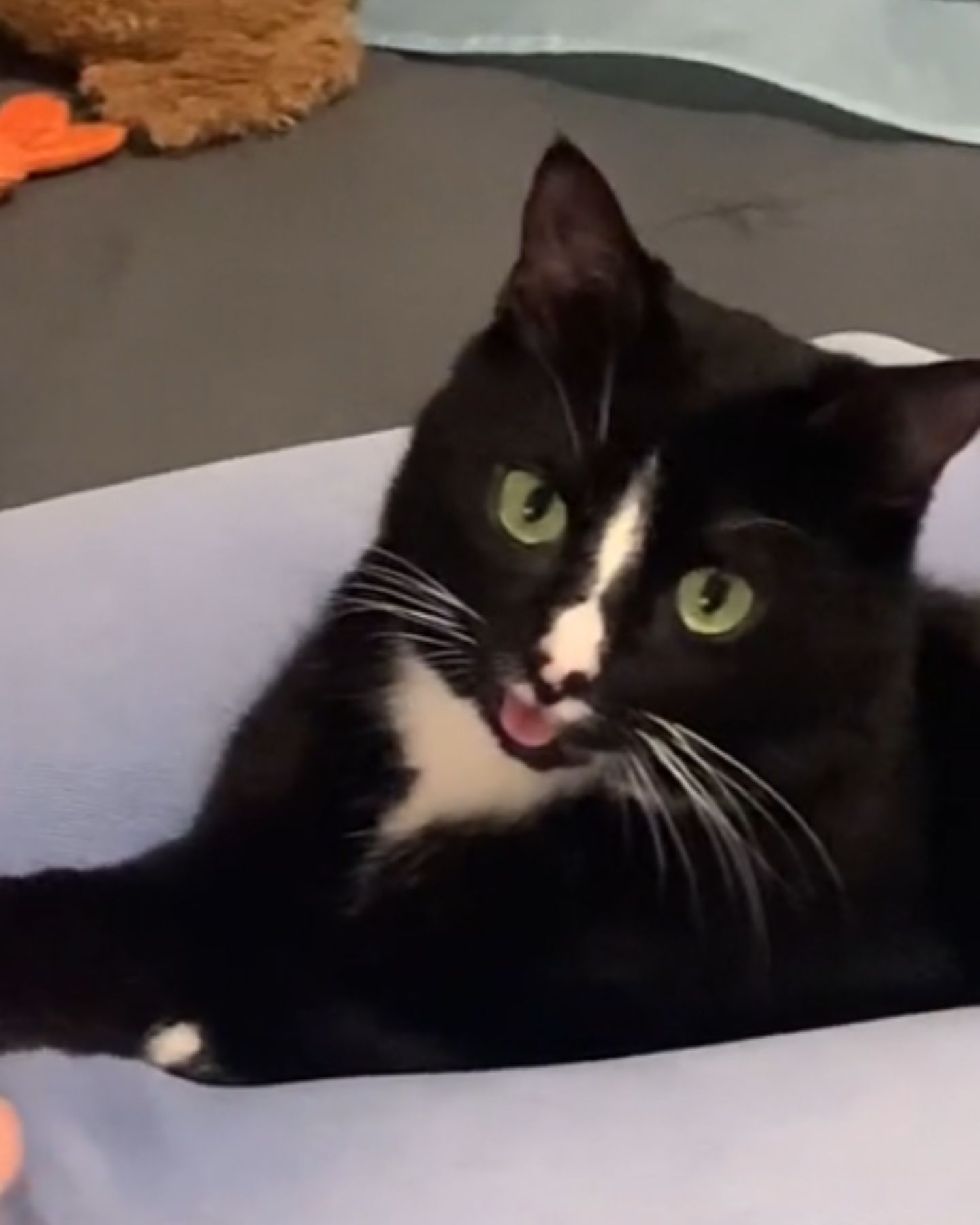 so sweet cat