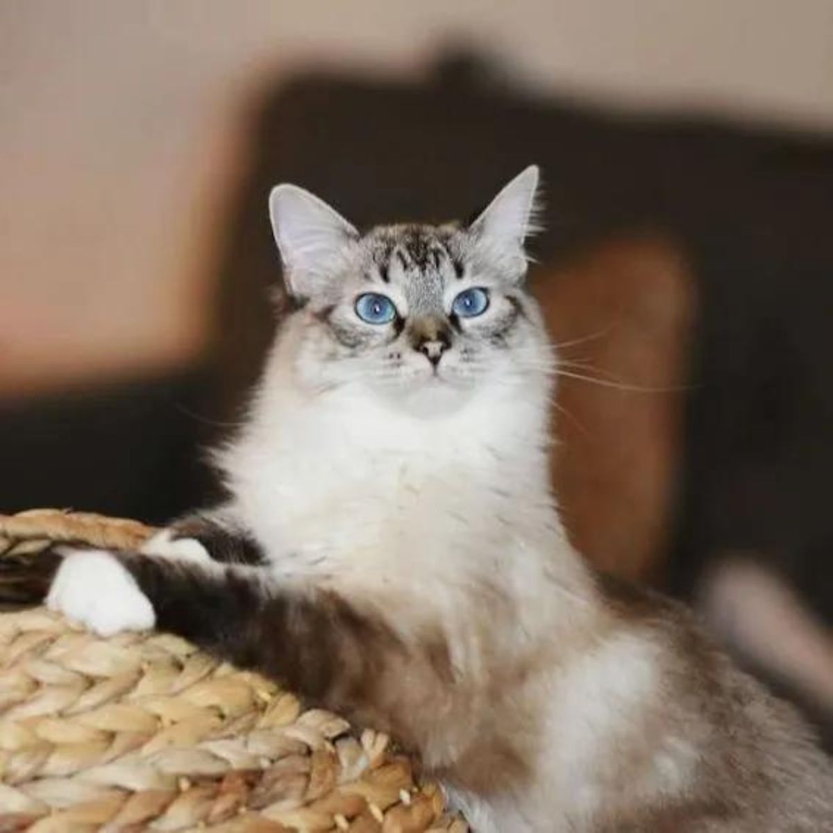 so sweet cat with blue eyes