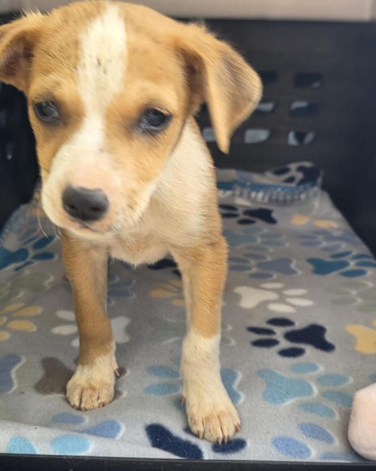 so sweet little dog