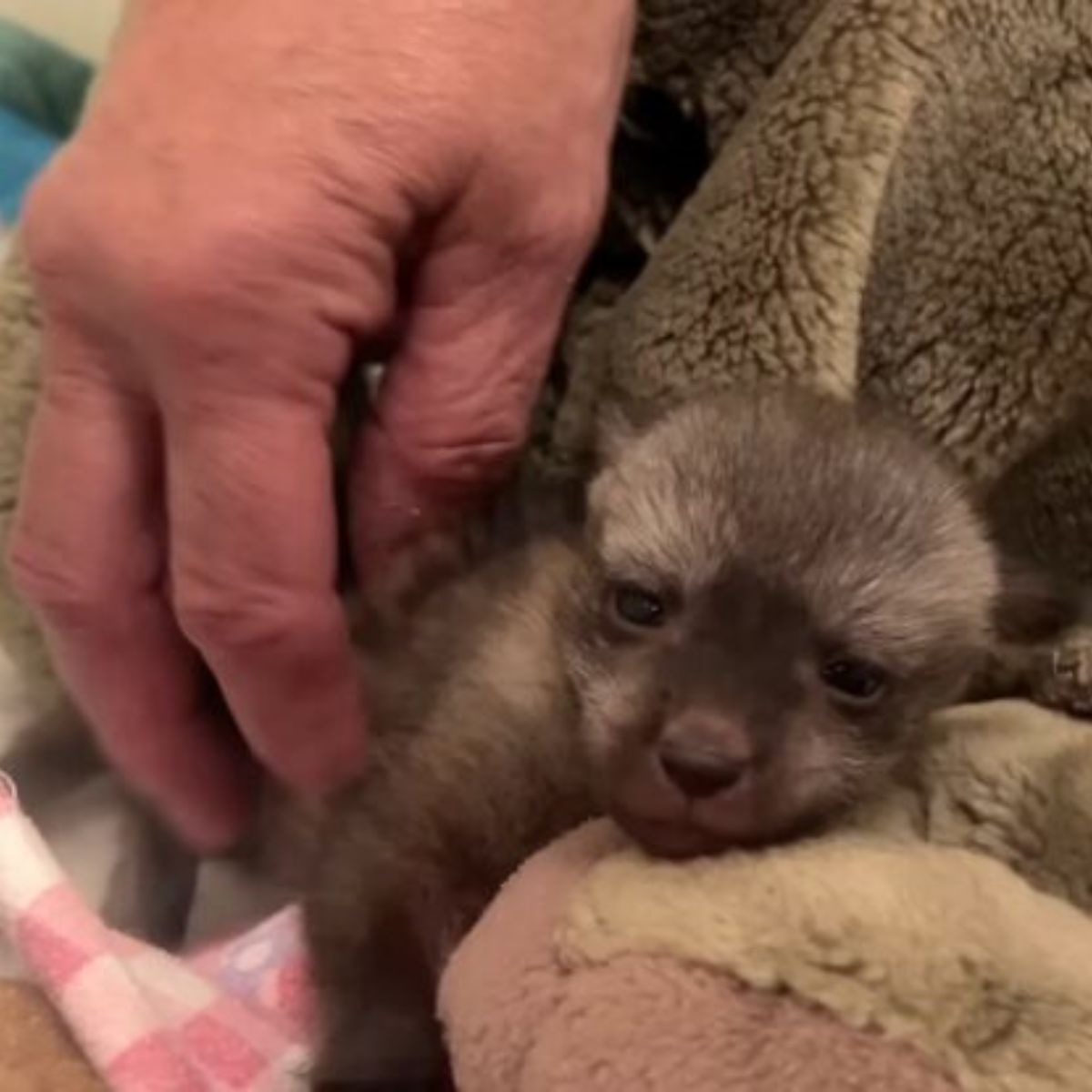 so sweet little fox