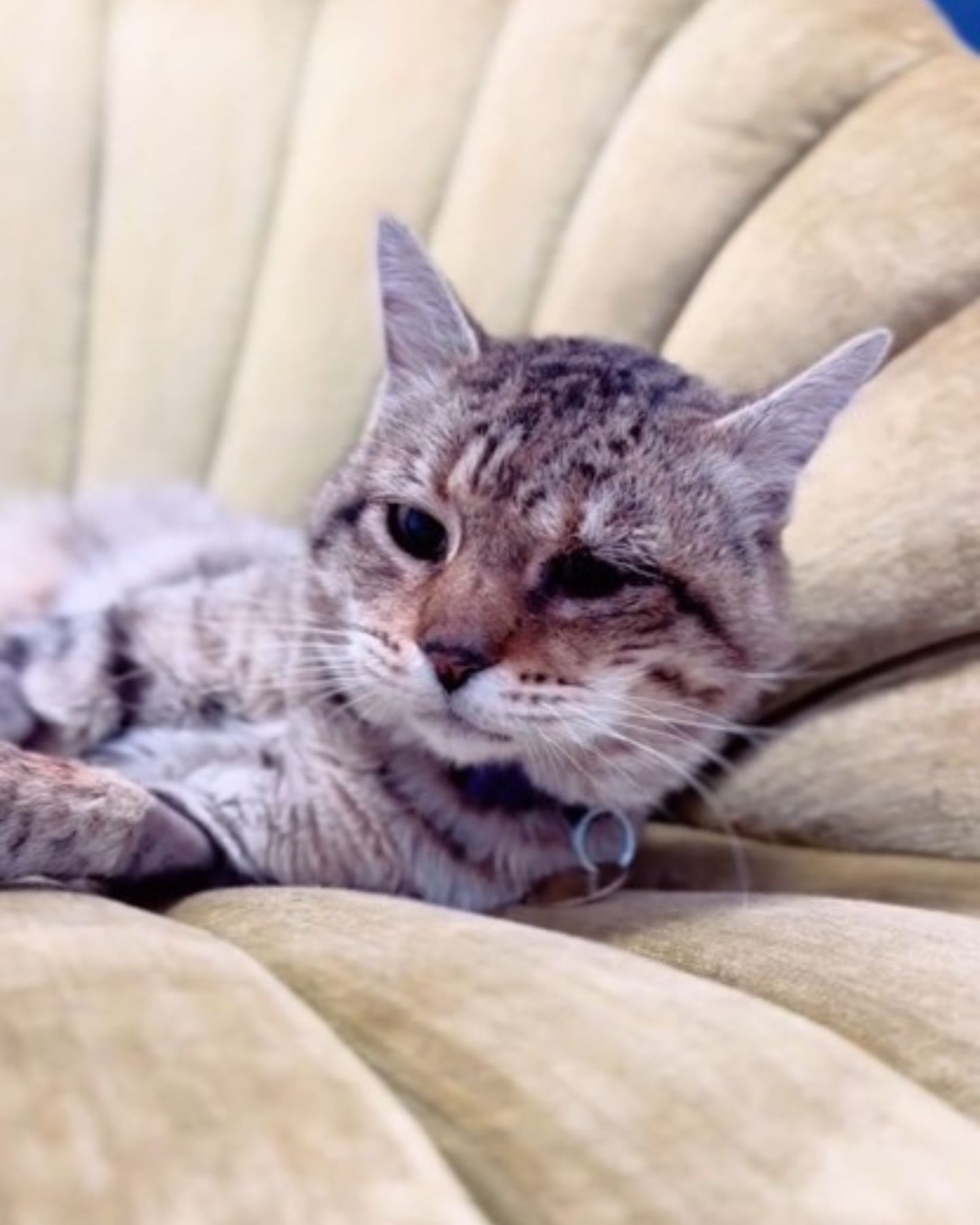 so sweet senior cat