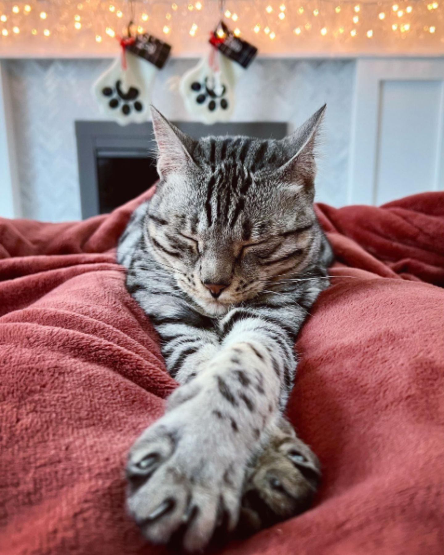 so sweet tabby cat