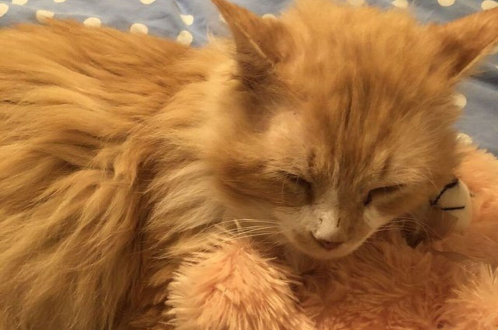 soft shaggy ginger cat