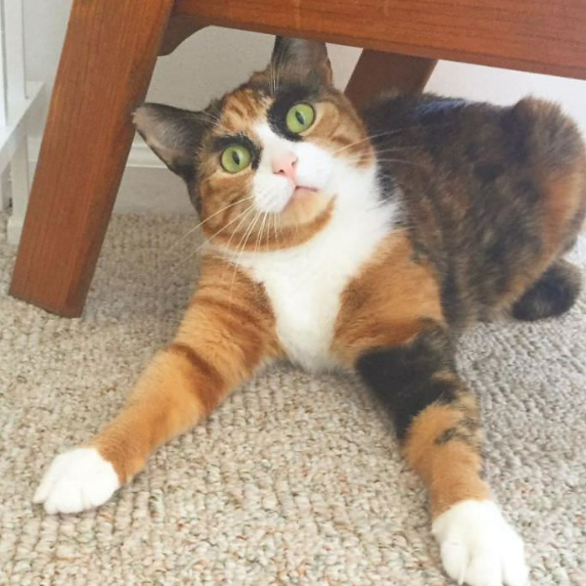 specific beautiful cat