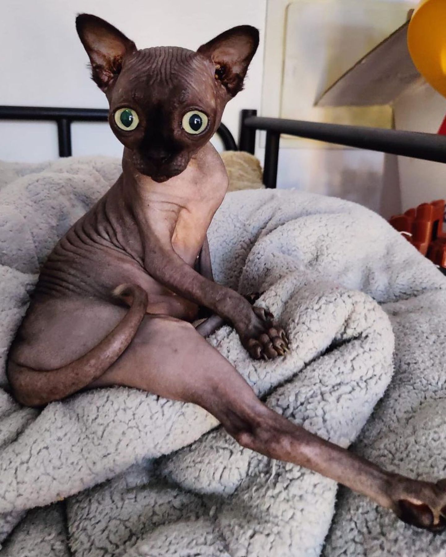 sphynx kitten in the house