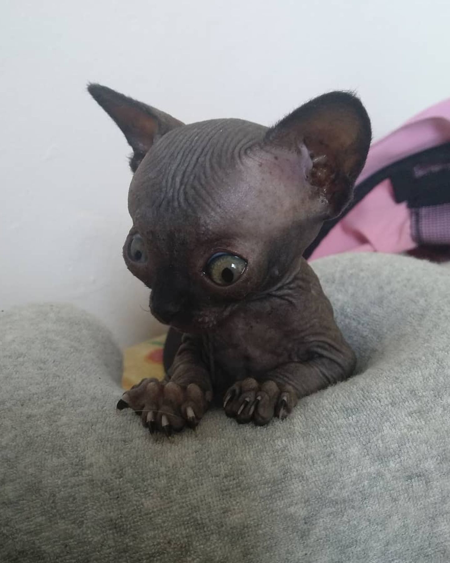 sphynx kitten