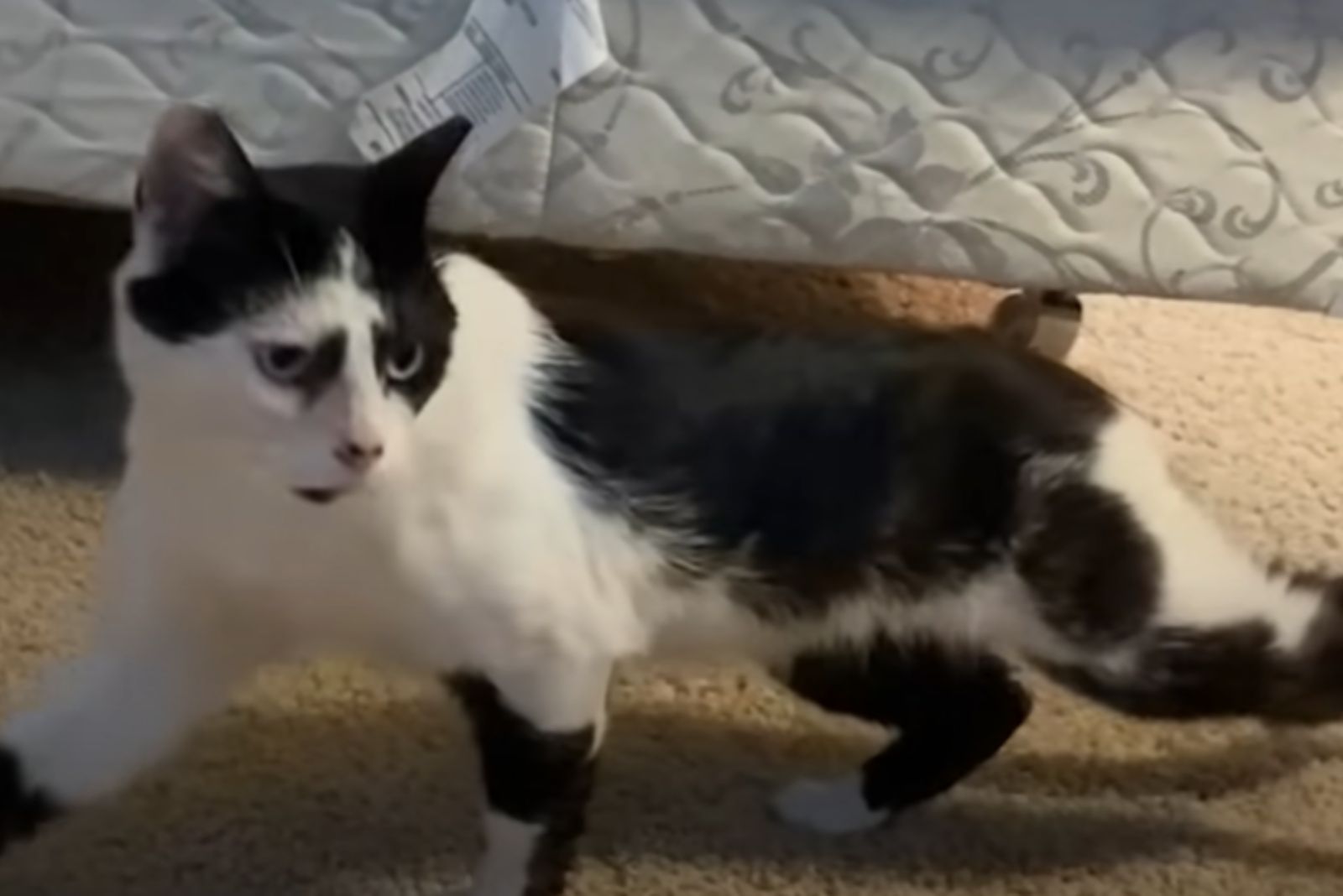 stray cat in the house
