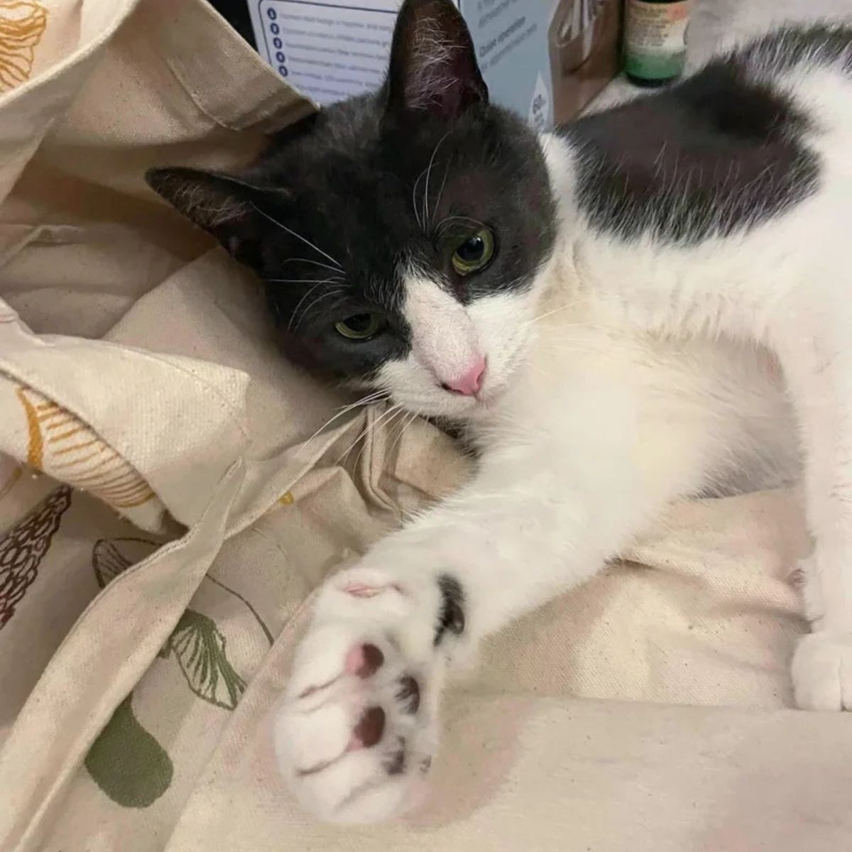 stray cat lying peacefully in the house