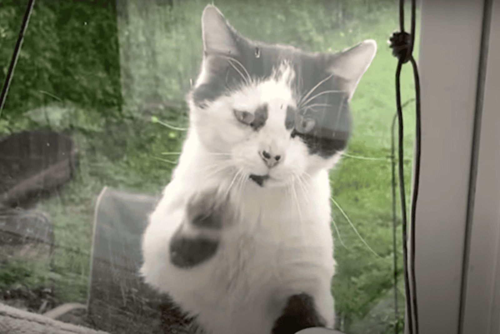 stray cat on the window
