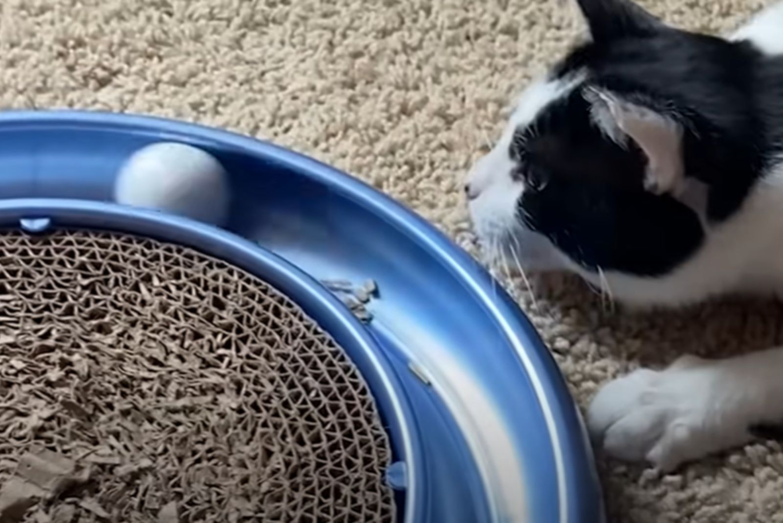 stray cat playing with a ball