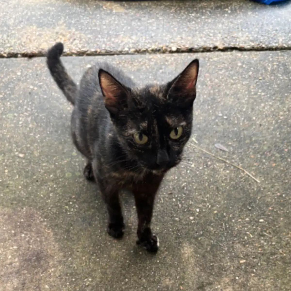 stray mom cat
