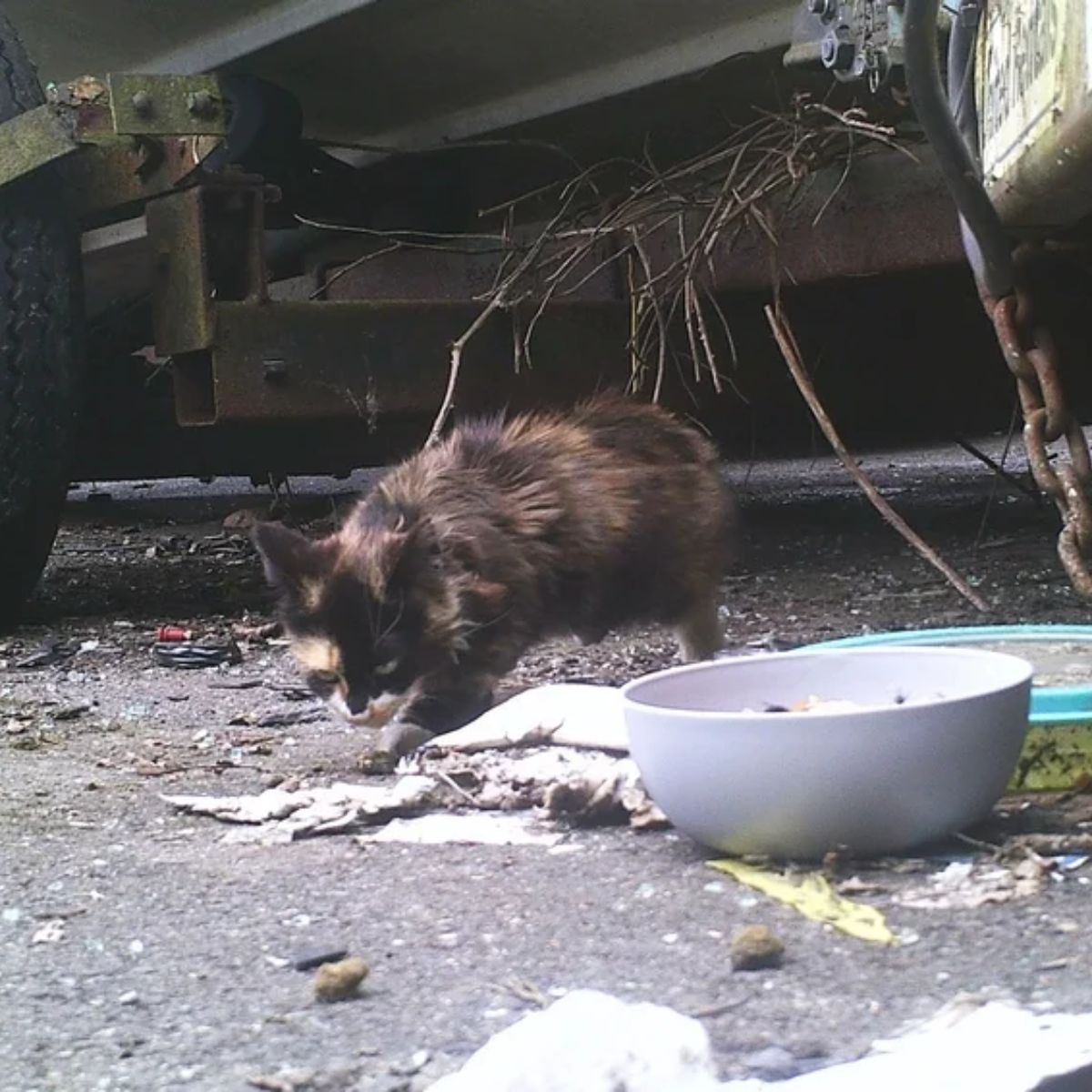 street cat hiding