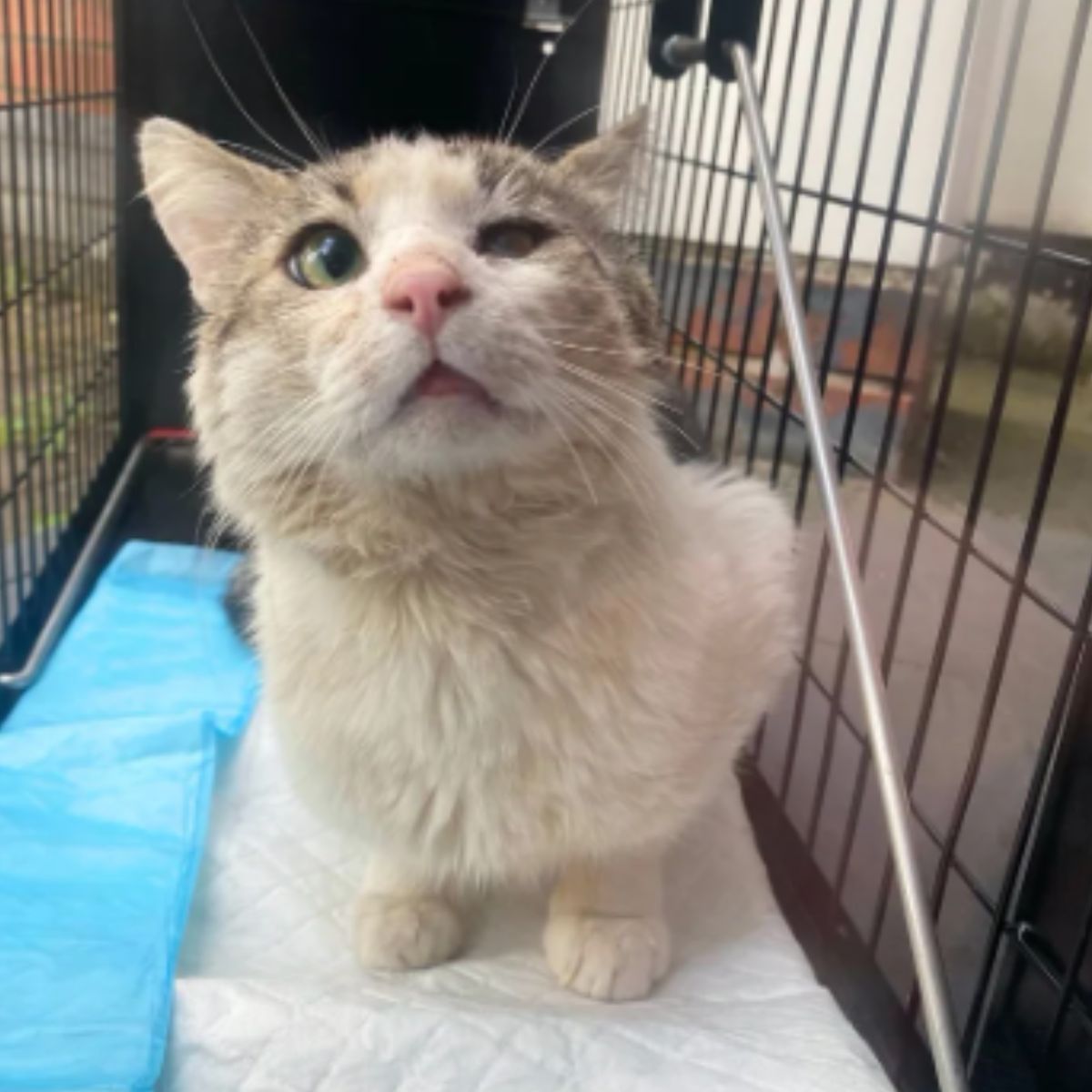 street cat in a cage