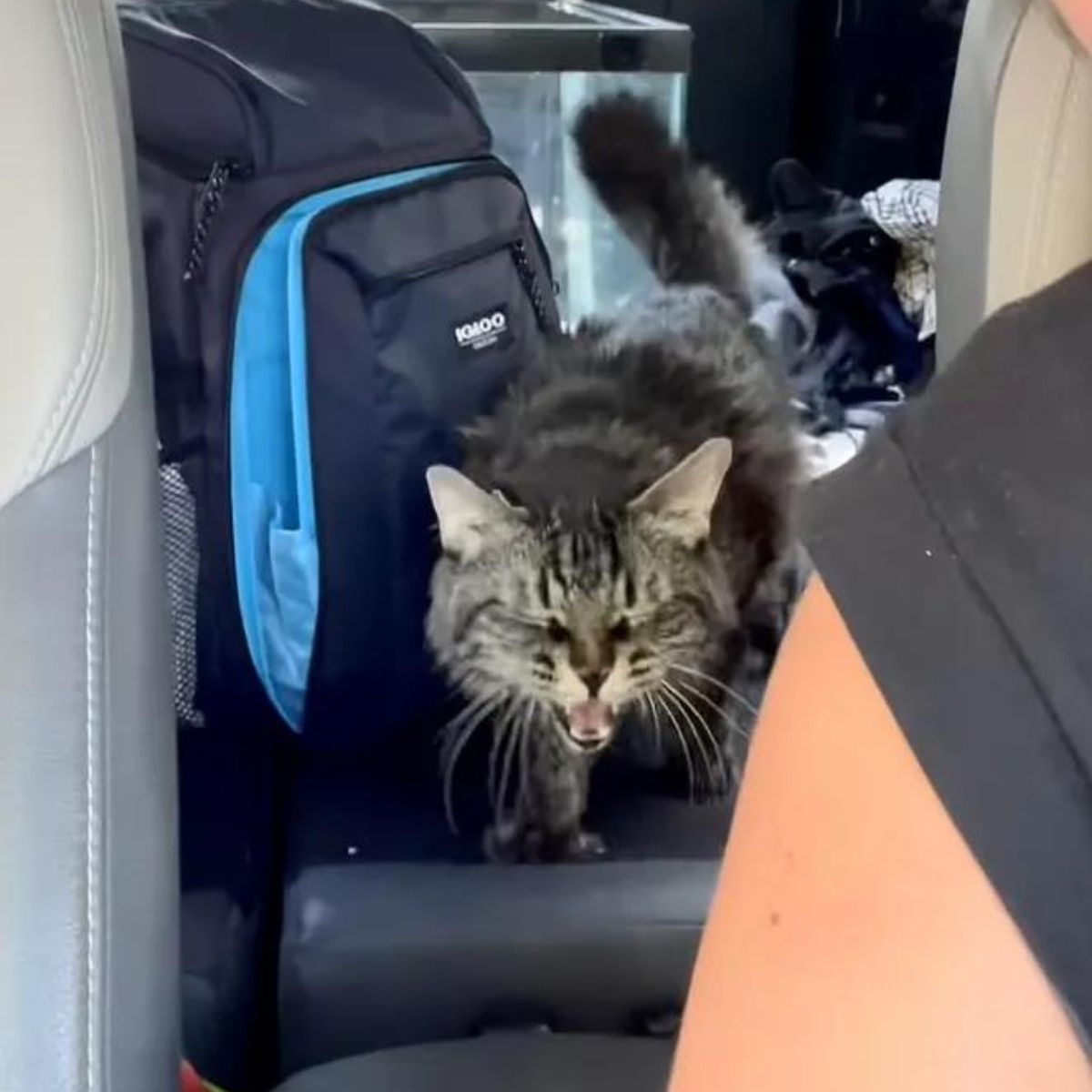 street cat meows in the car