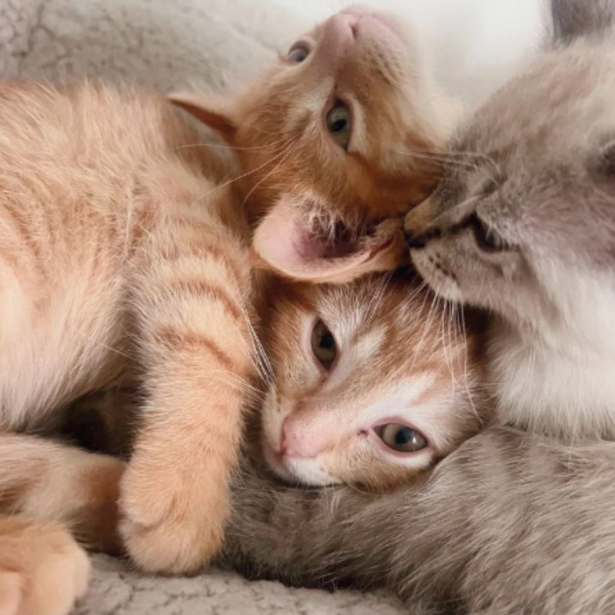 such adorable kitty heads