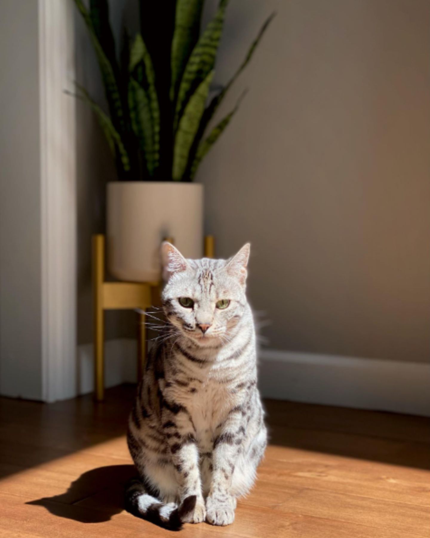 sun shone on the cat