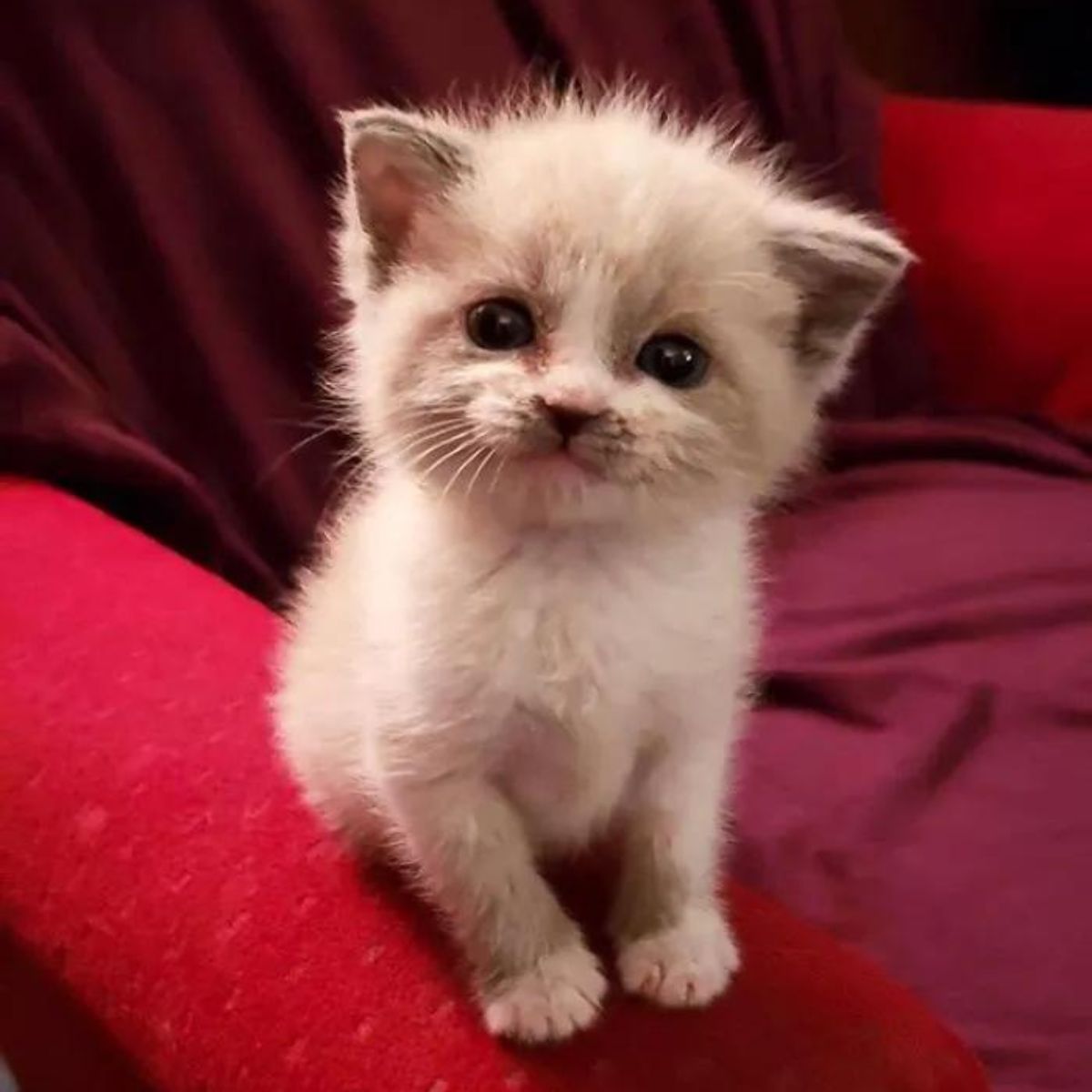 sweet white kitty