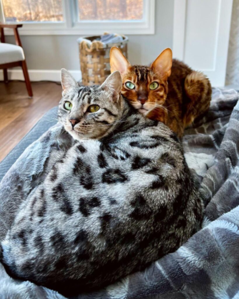 tabby and ginger cat