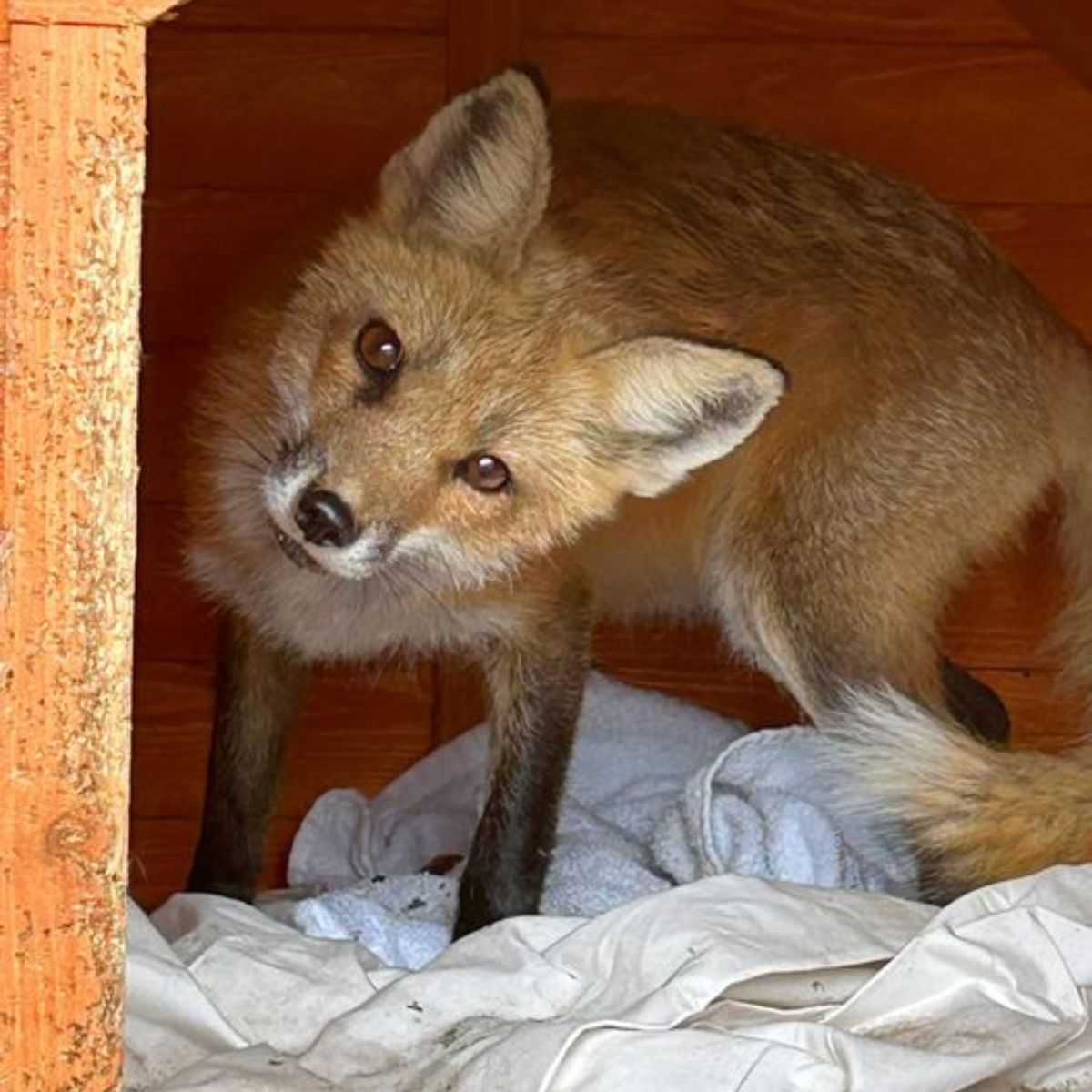 tame fox