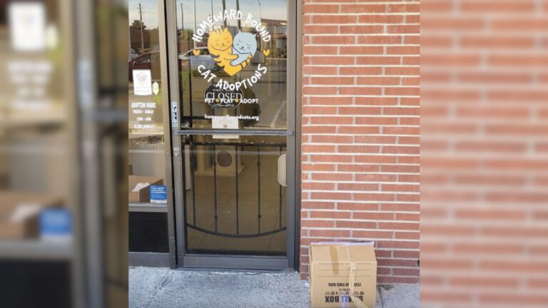 Nevada Shelter Staff Brought To Tears After Finding A Box Filled With 10 Desperate Eyes