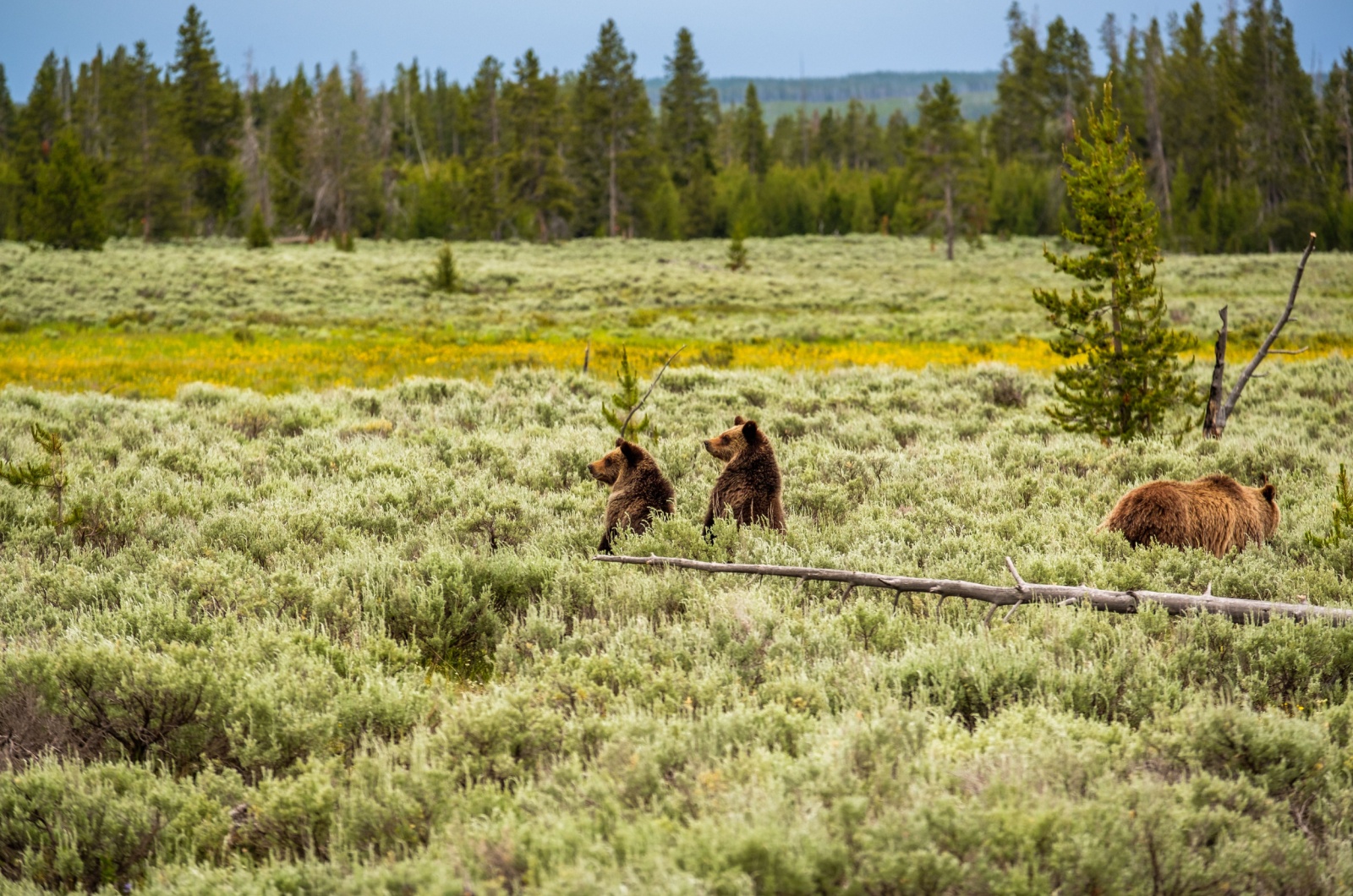 three bears