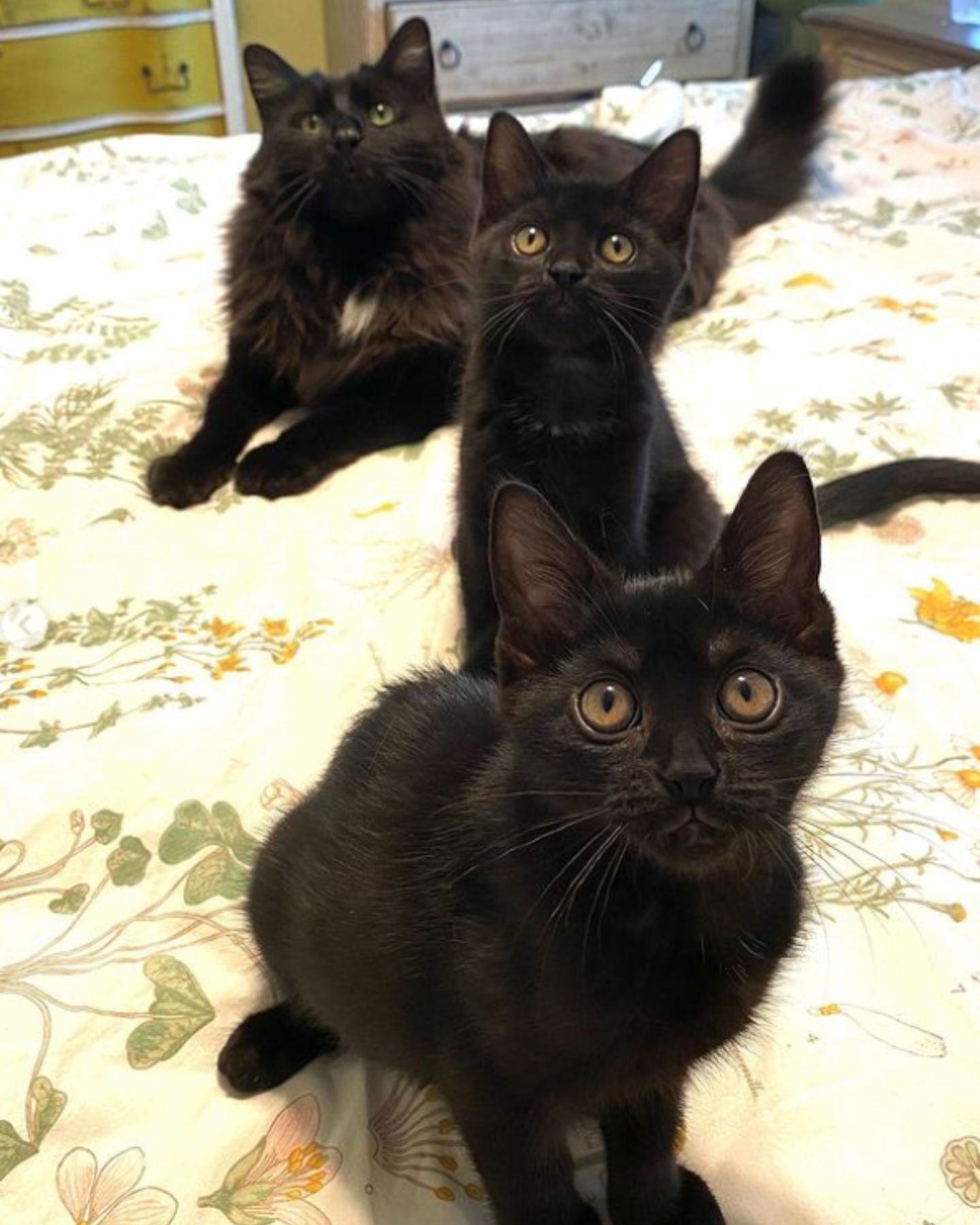 three black cats