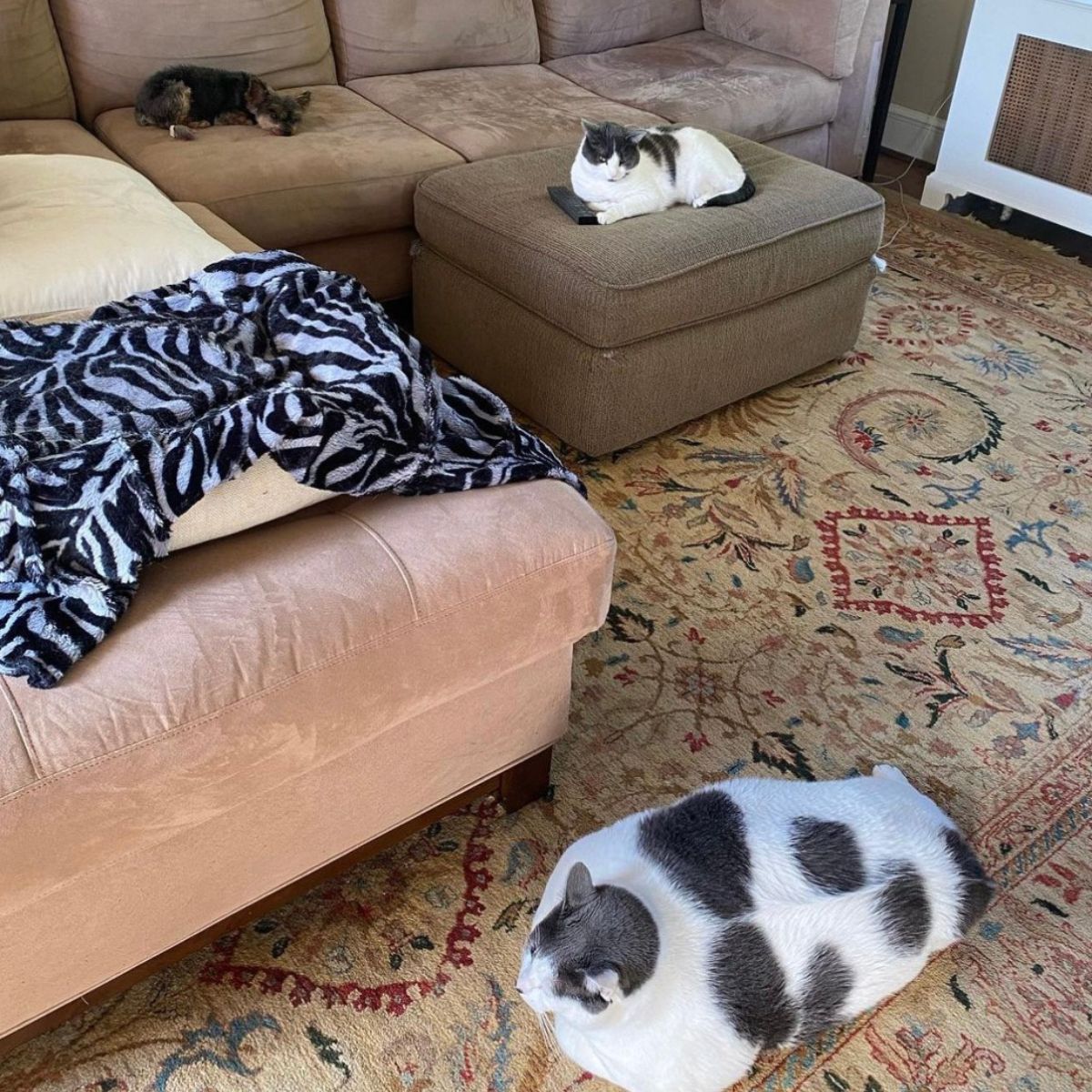 three cats lying in the house
