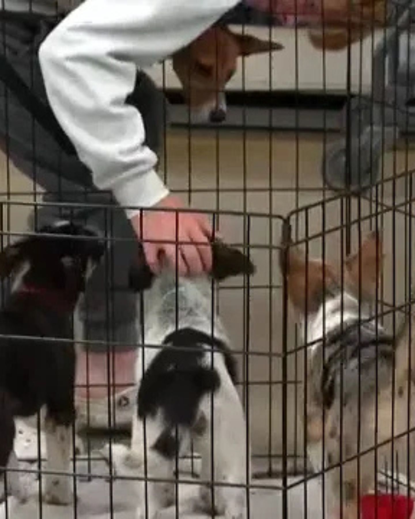 three dogs in a cage