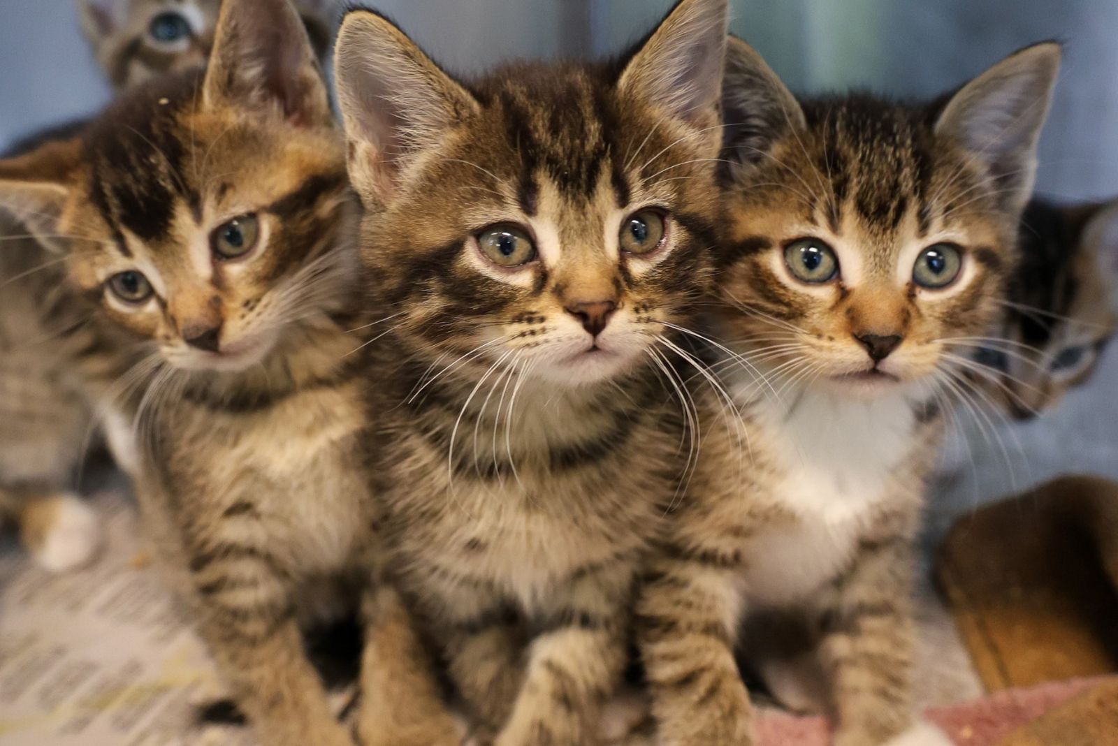 three identical cats