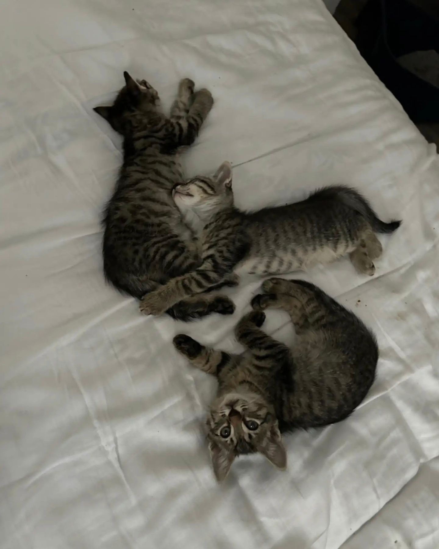 three kittens are lying in bed