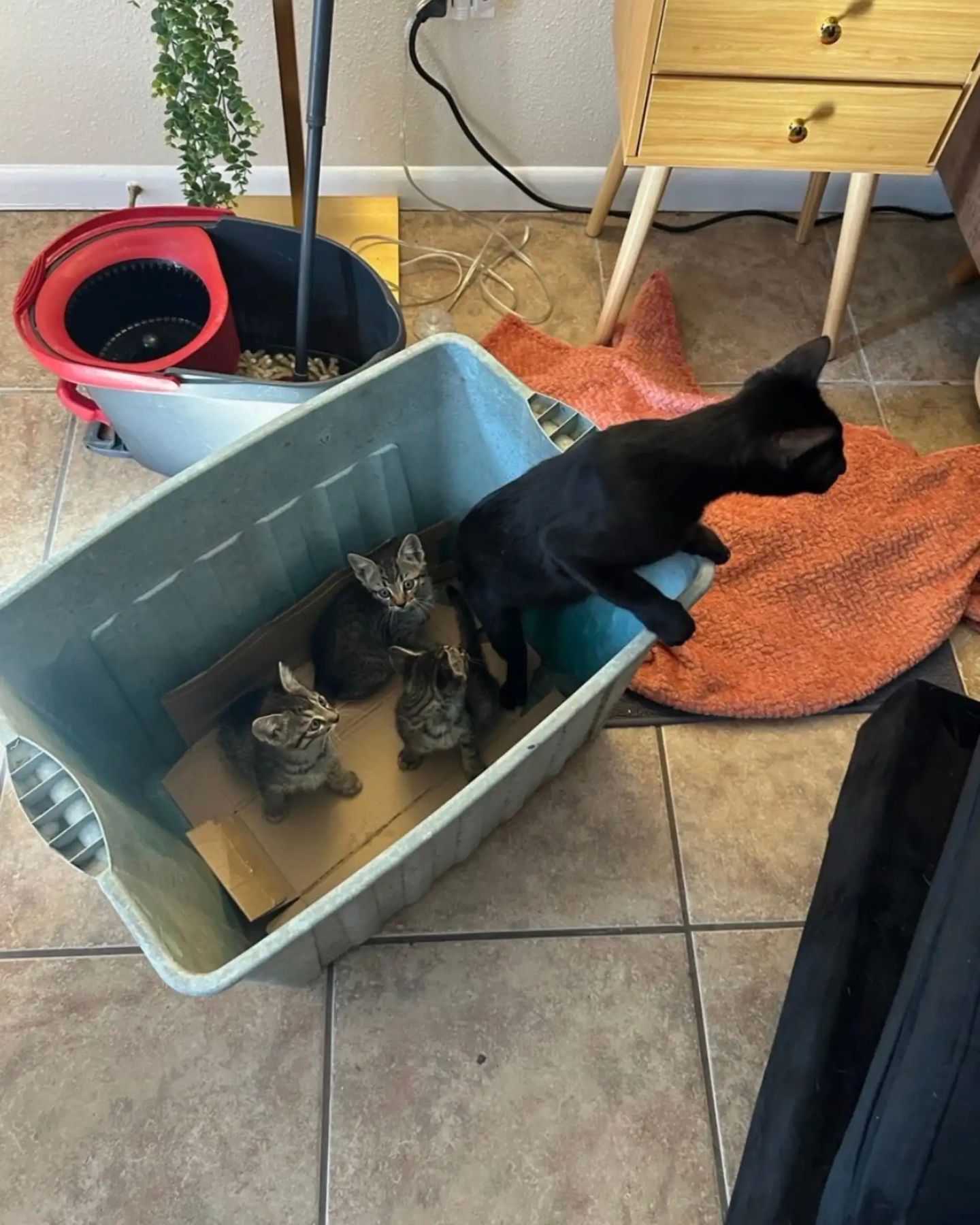 three kittens with a mother cat in a box