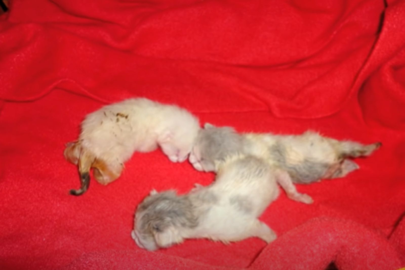 three tiny adorable kittens