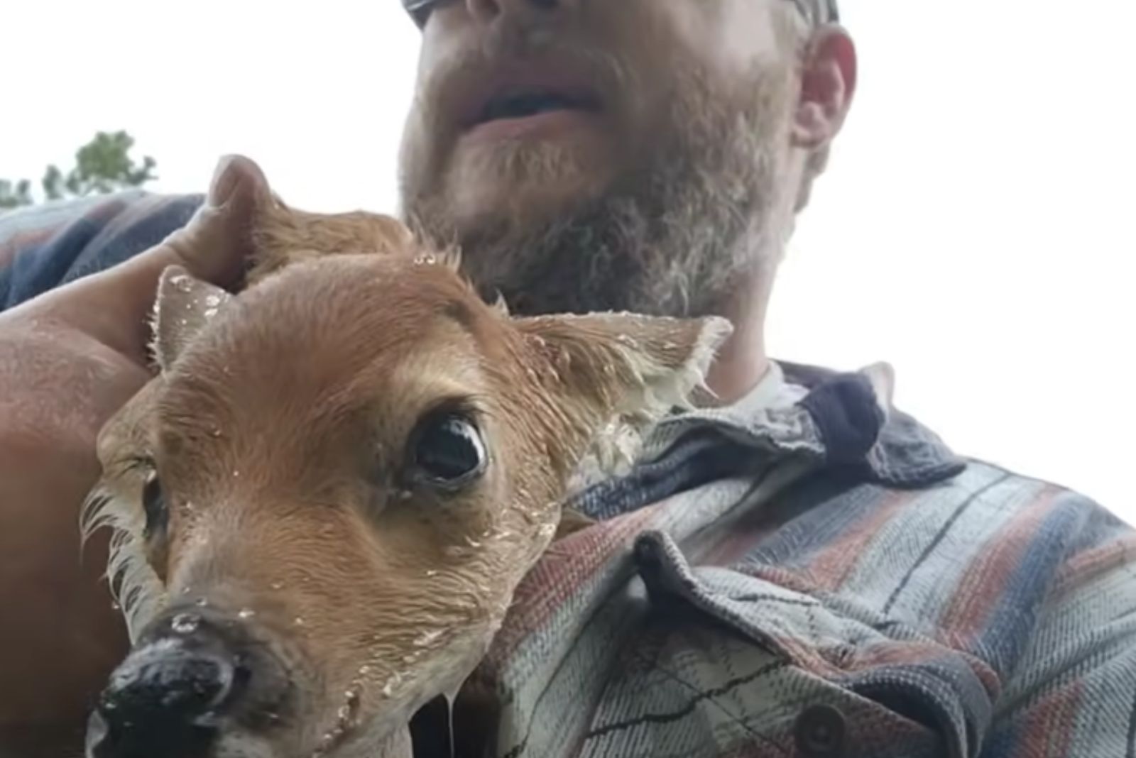 tiny fawn