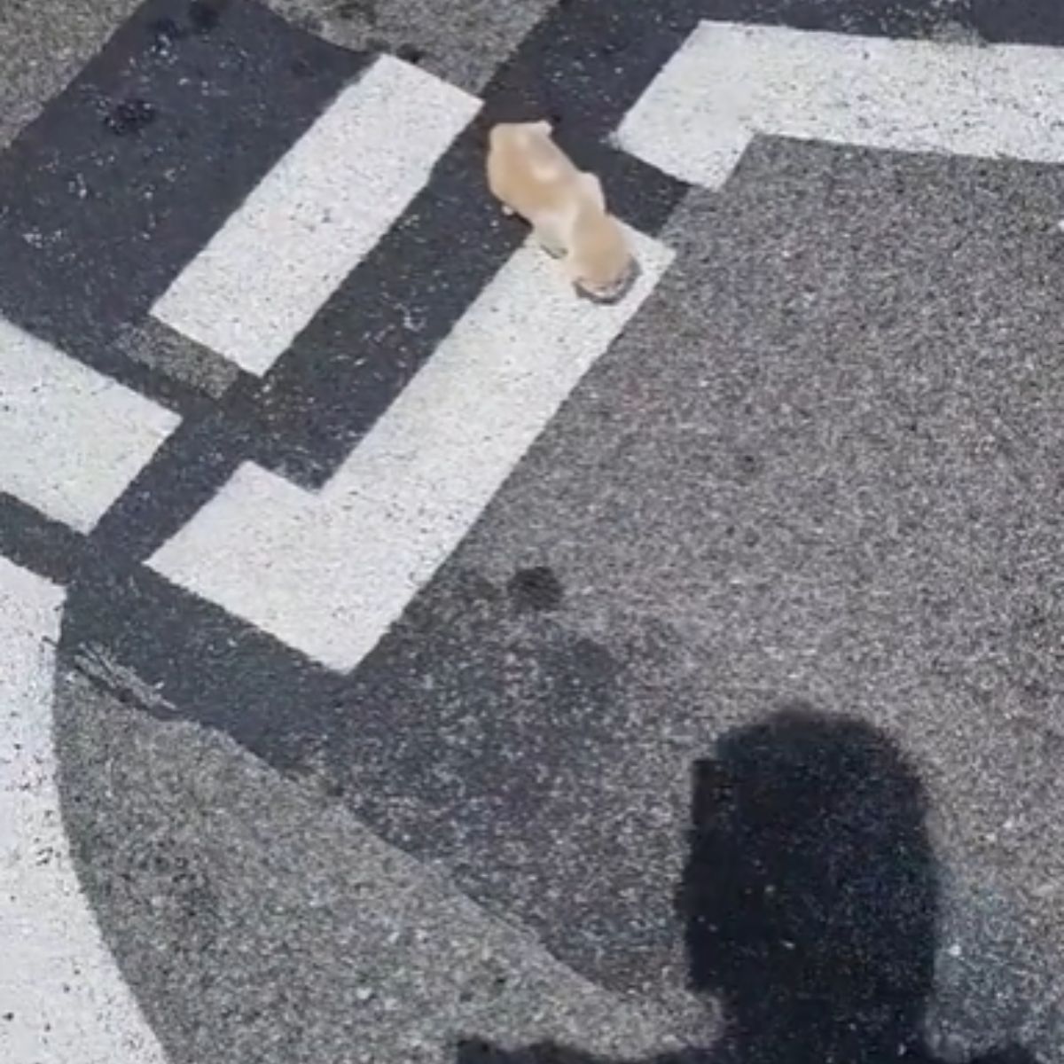 tiny kitten found on the road