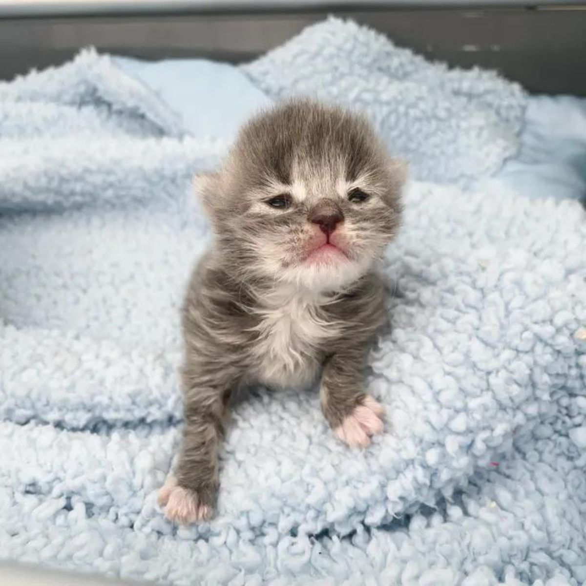 tiny newborn kitten