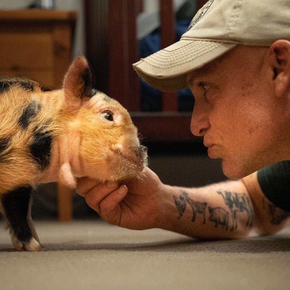 tiny piglet and man cuddle