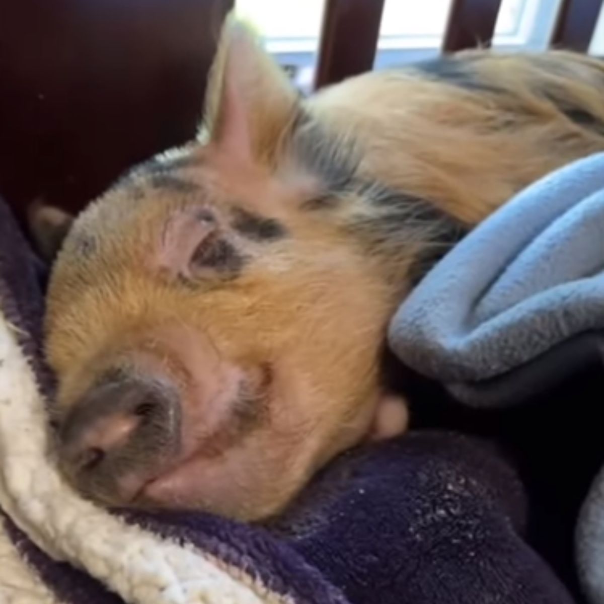 tiny piglet lies down