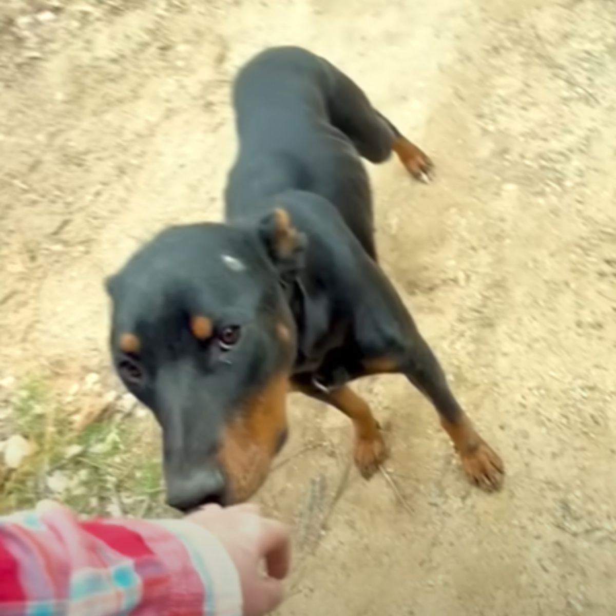 too skinny mama dog