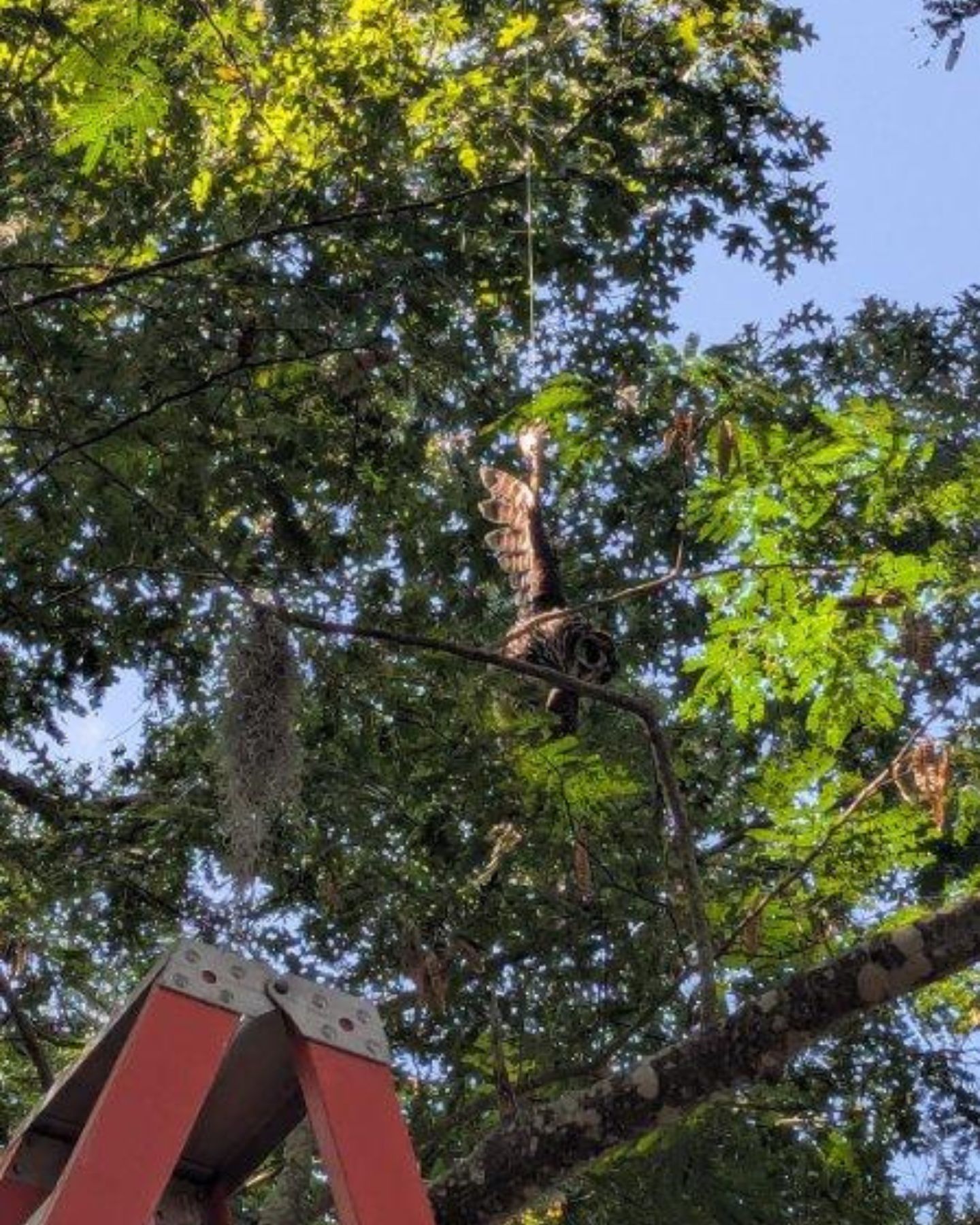 tree and bird