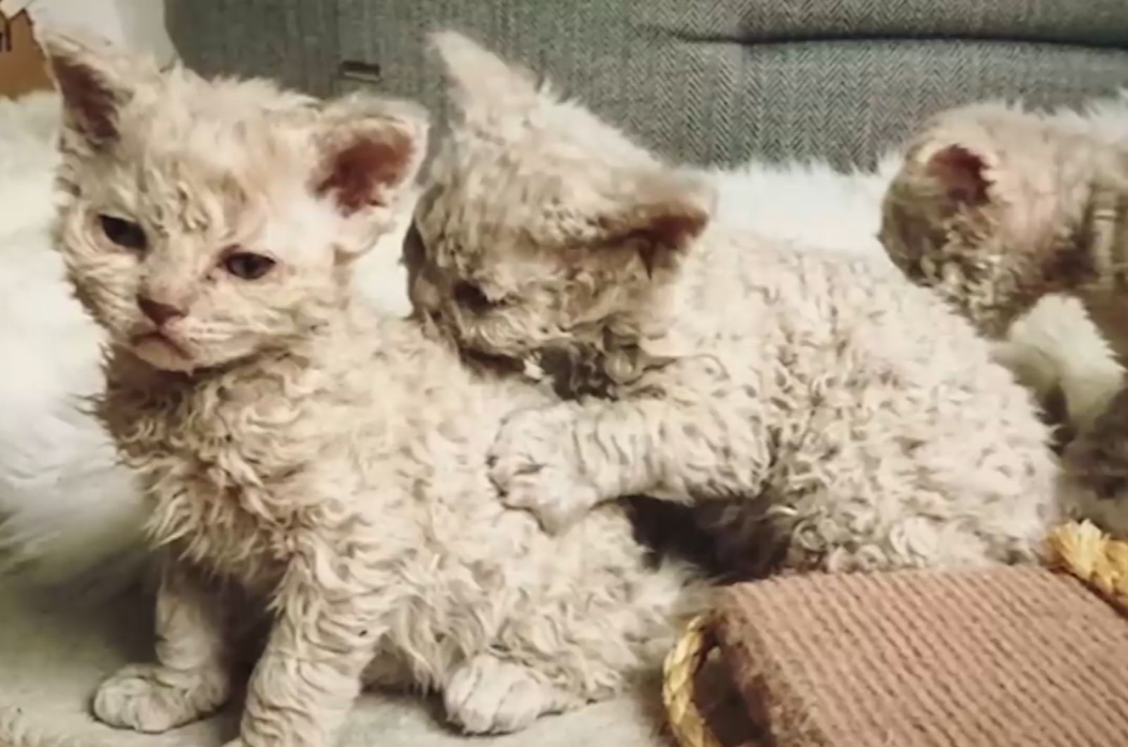 two Montana kittens