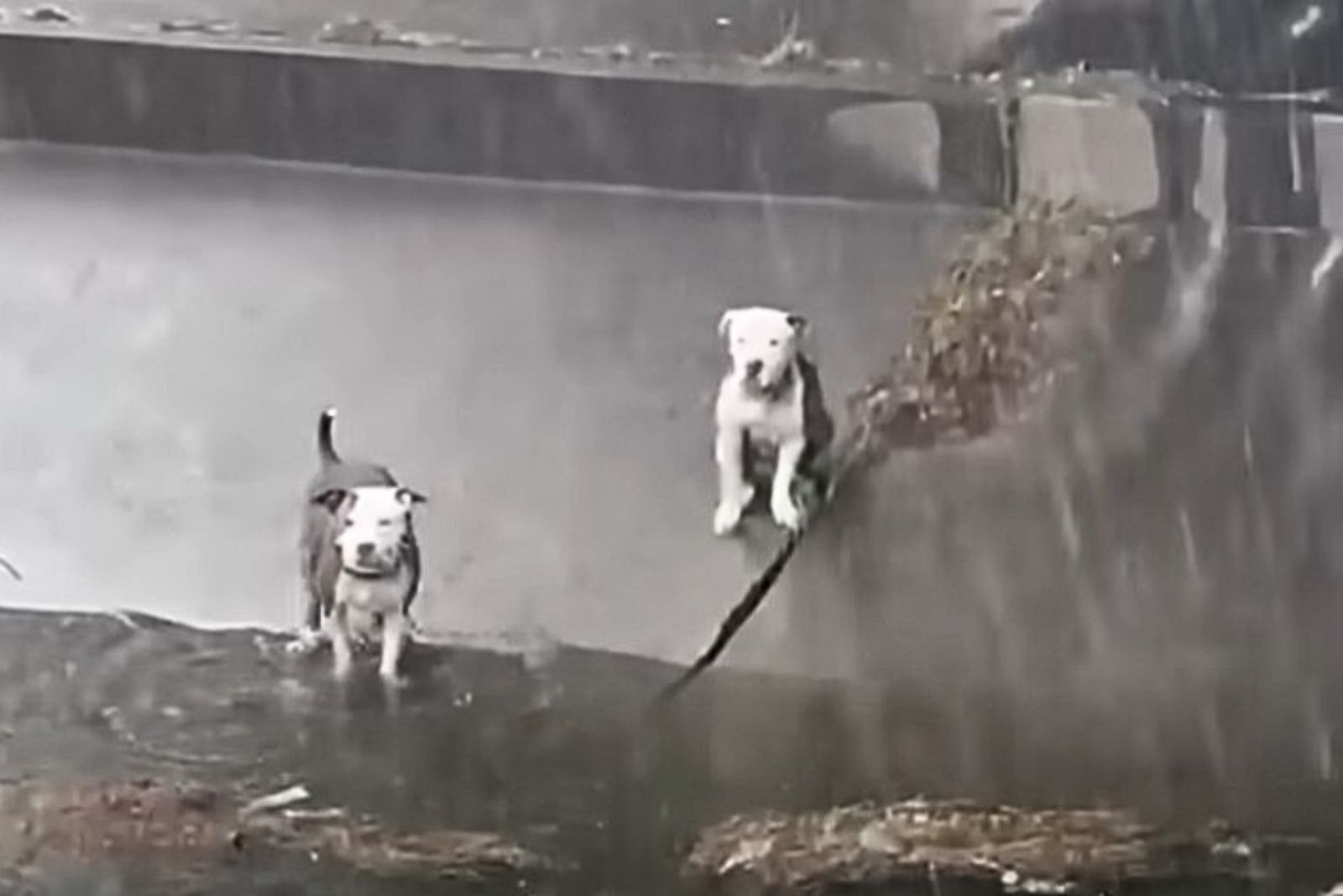 two abandoned pit bulls