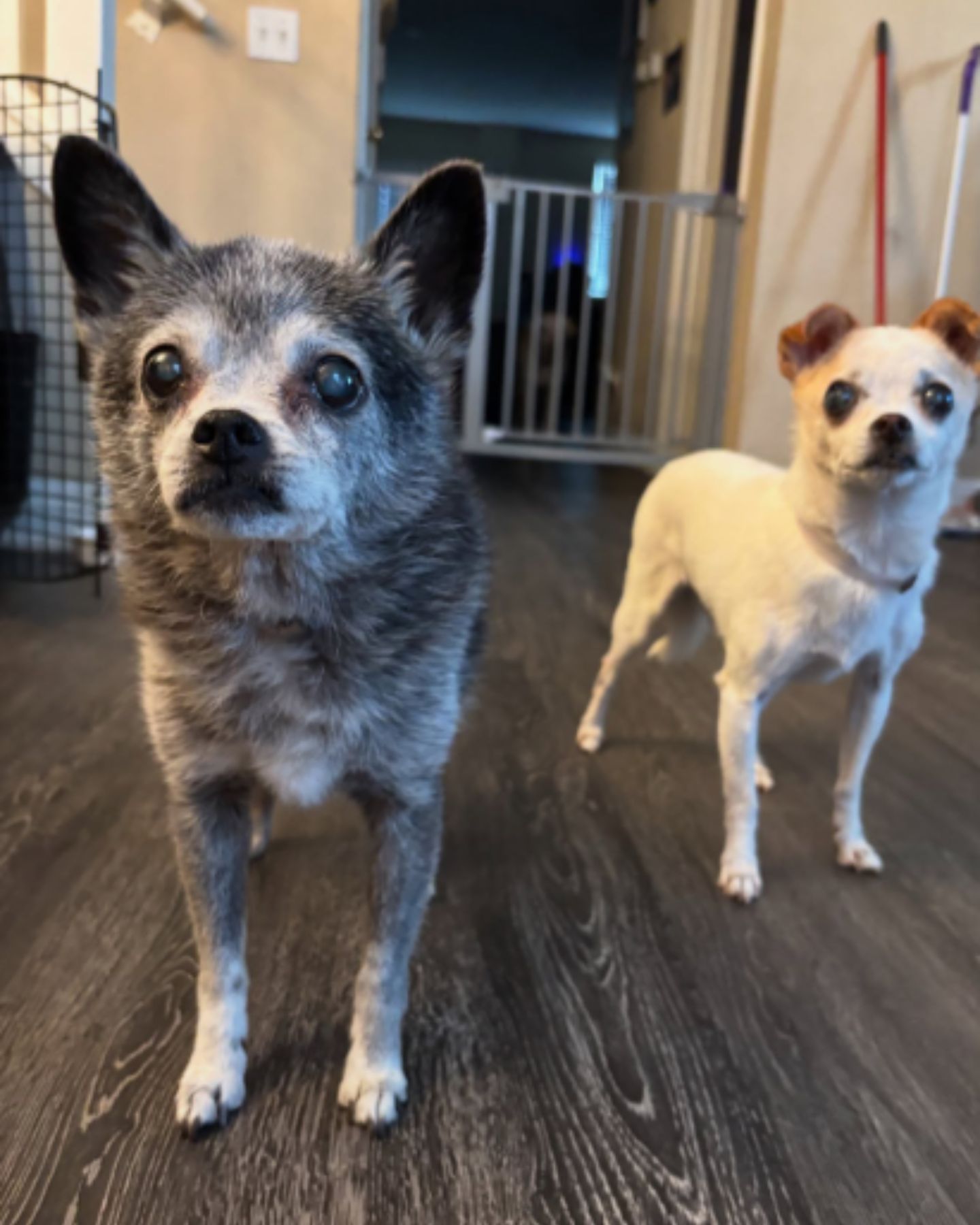 two adorable dogs adopted