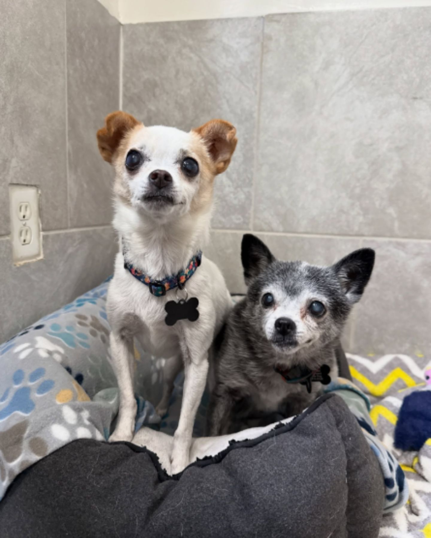 two adorable dogs trimmed and bathed