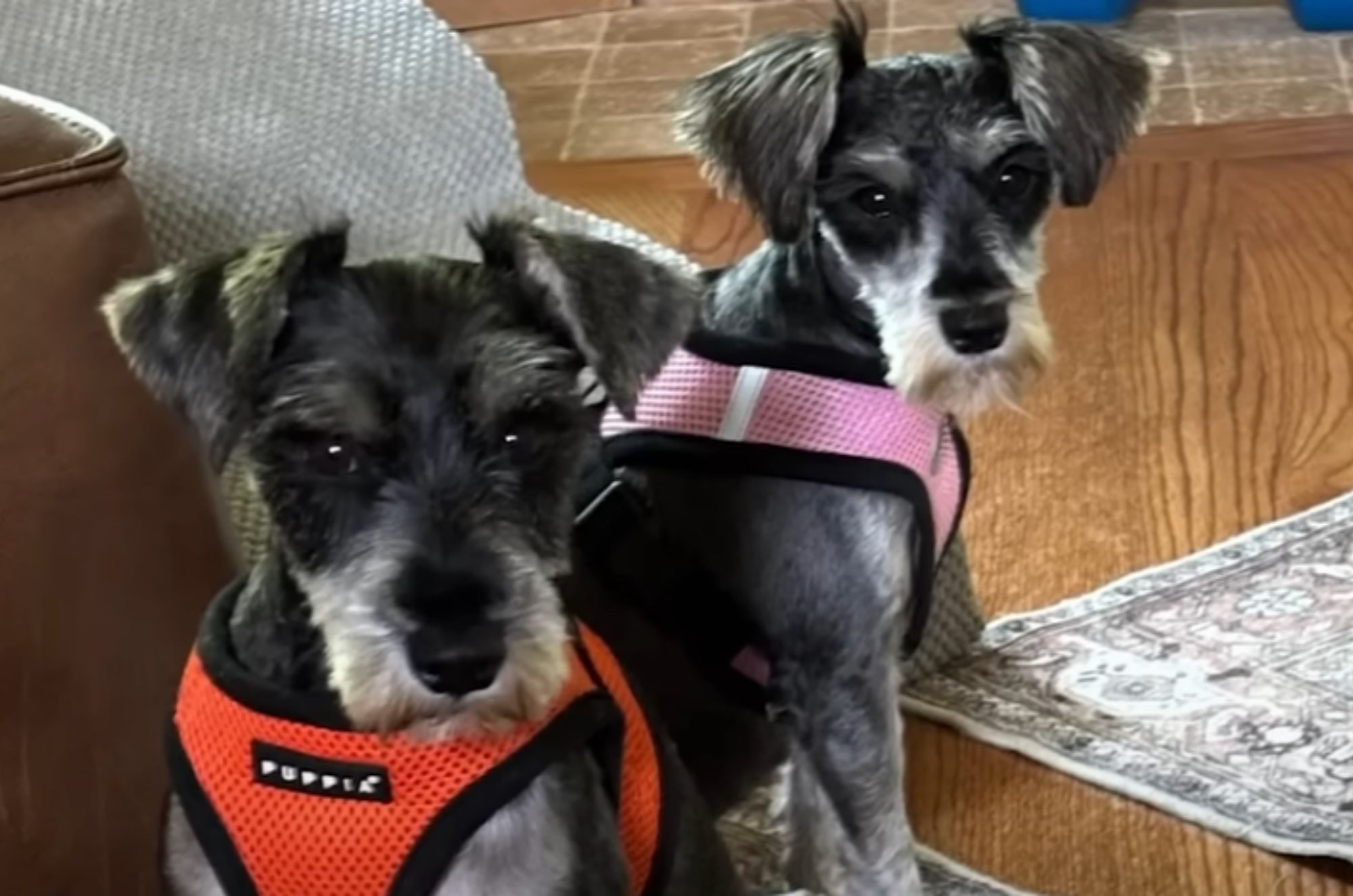 two adorable dogs
