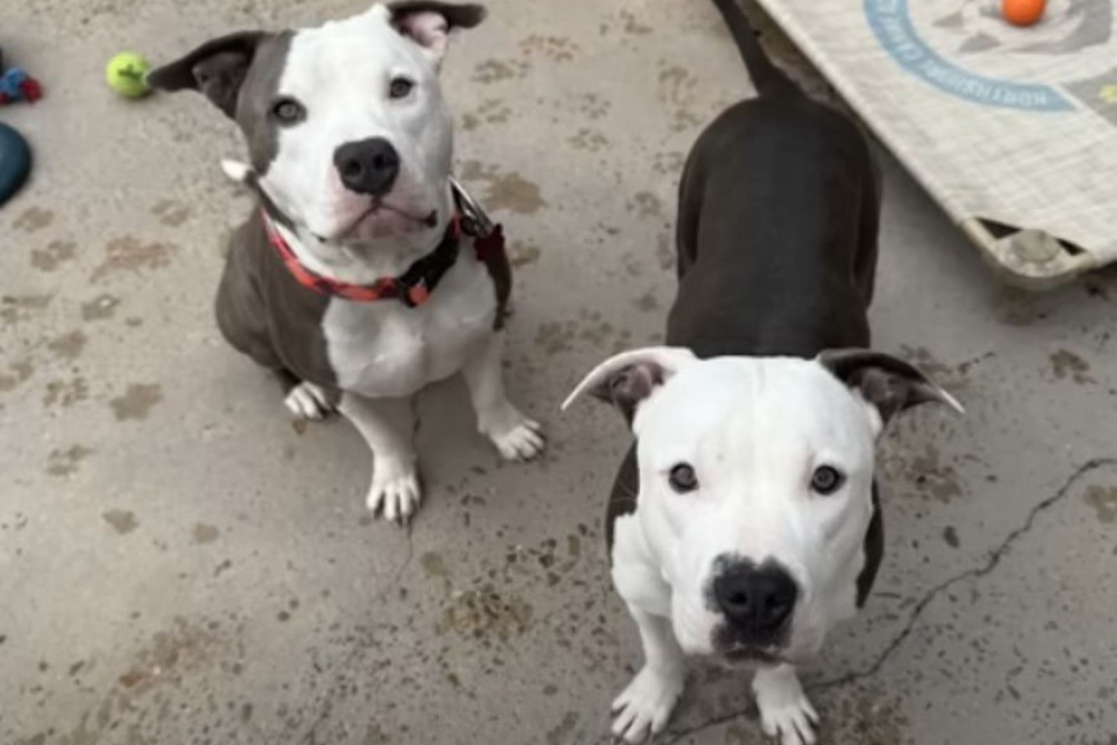 two adorable pit bulls