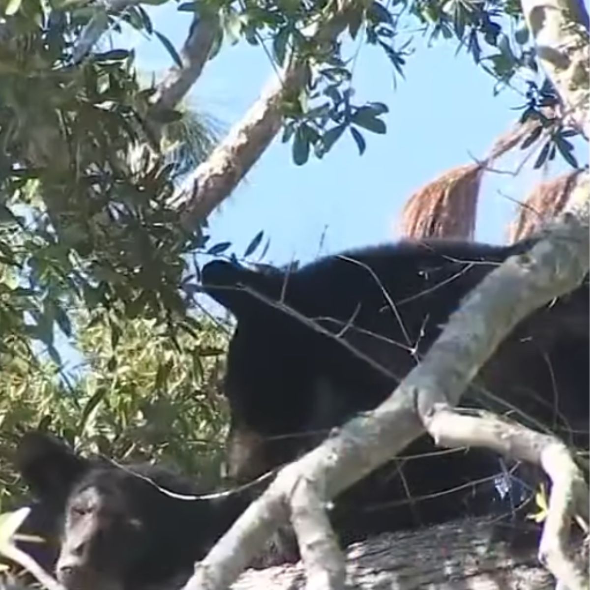two bears on a tree