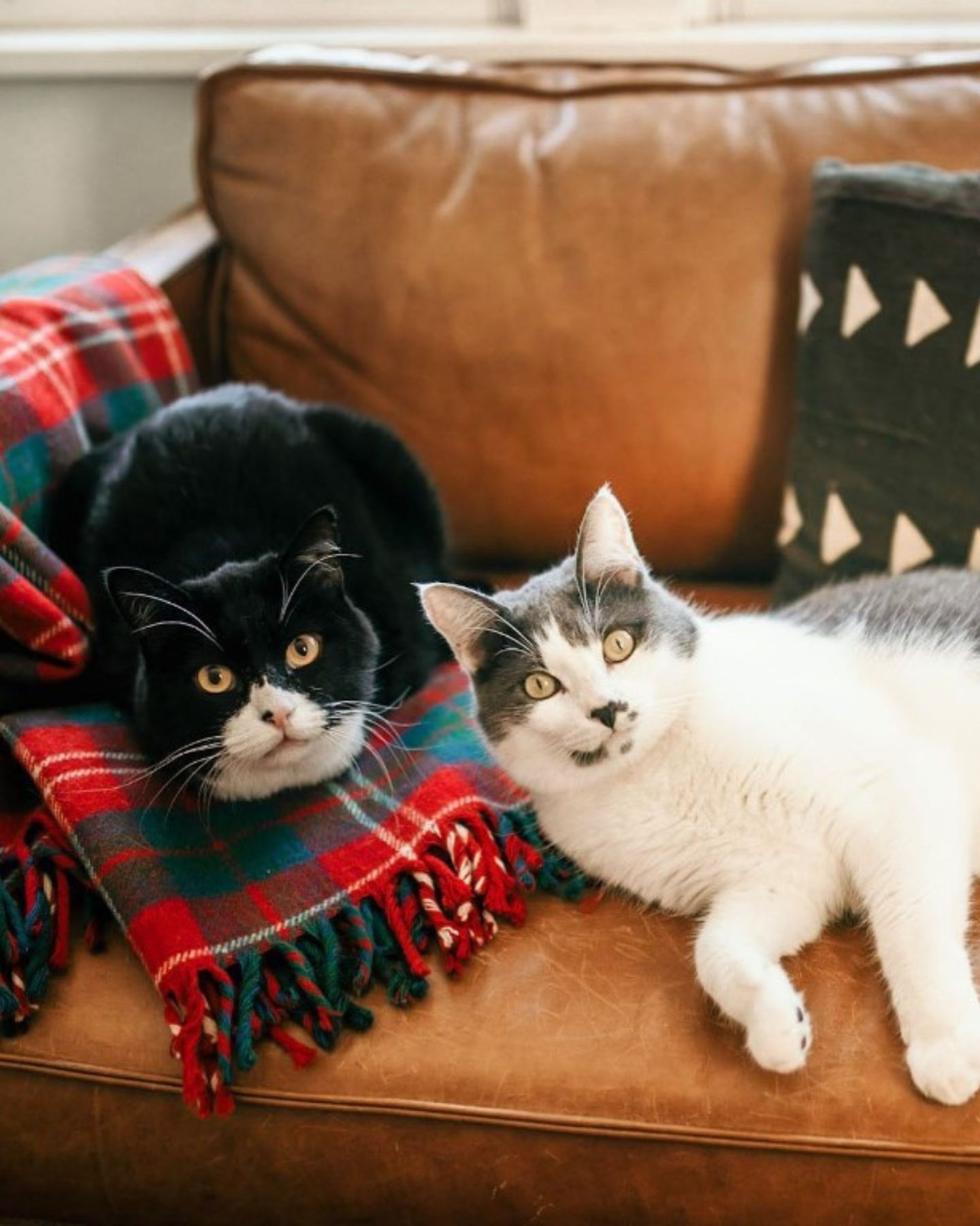 two beautiful cats are lying on the sofa
