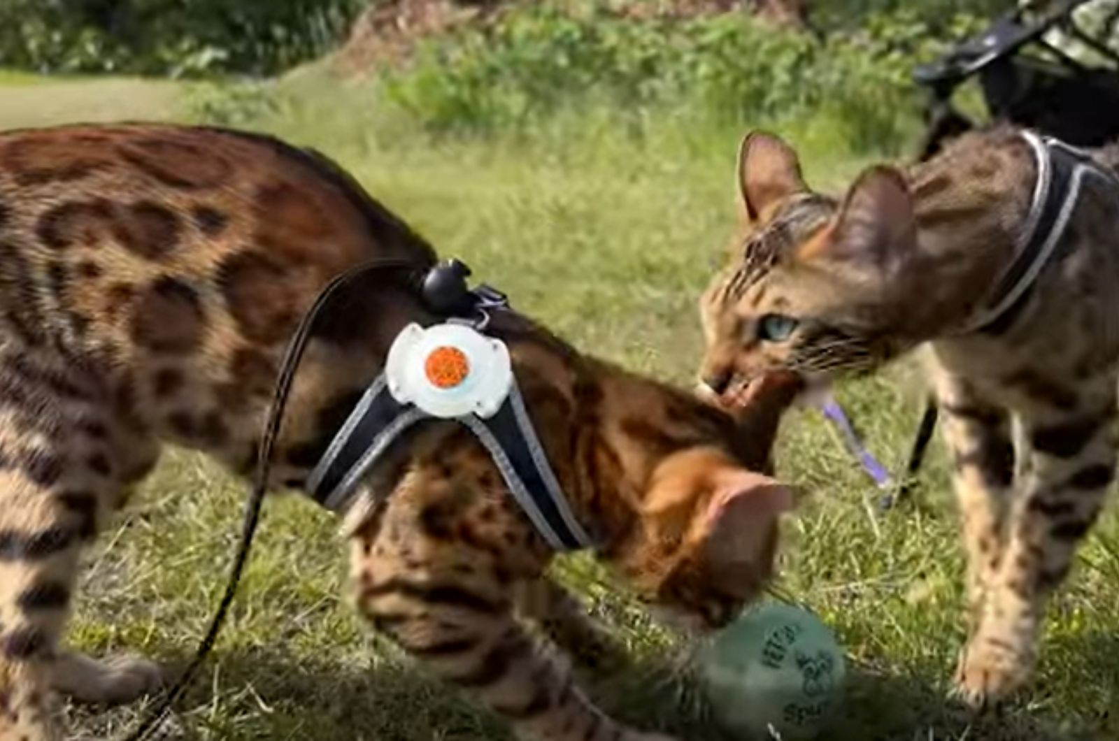 two bengal cats