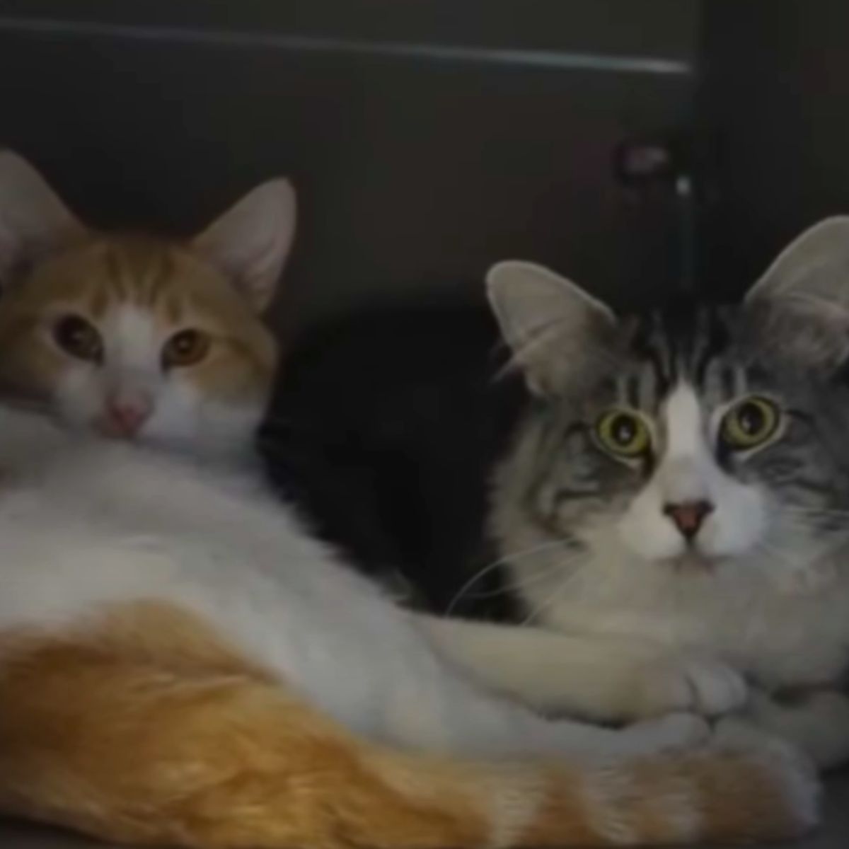 two big-eyed cats