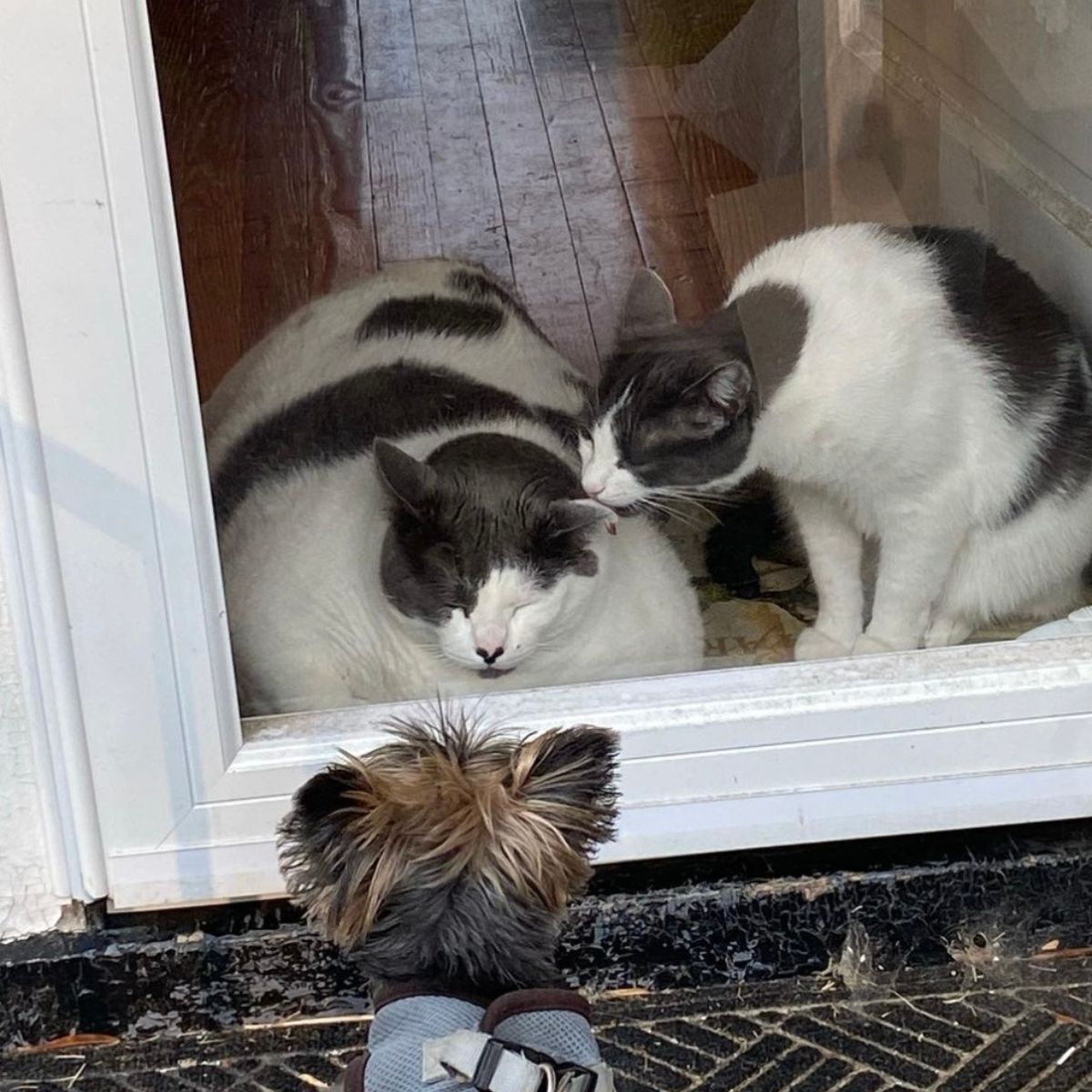 two cats and a dog at the door